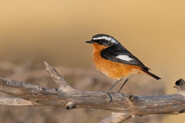 Small Birds & Avian Poses reference 2