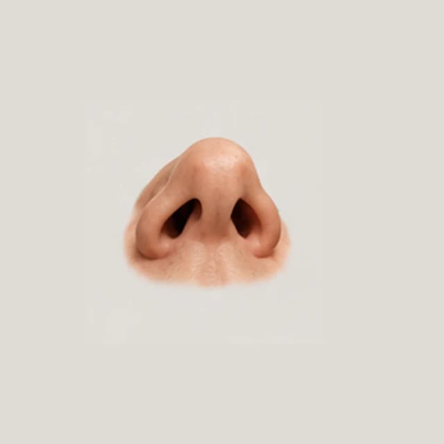 Nose Form — Multiple Angles reference 3