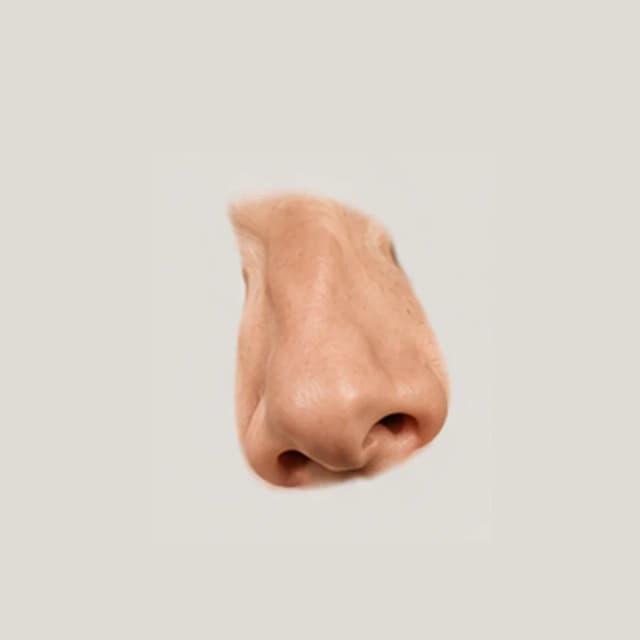 Nose Form — Multiple Angles reference 1