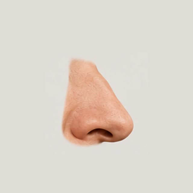 Nose Form — Multiple Angles reference 2